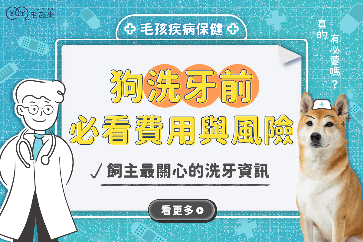 狗狗洗牙前必看！費用與風險，飼主最關心的全在這裡– 毛起來MAOUP