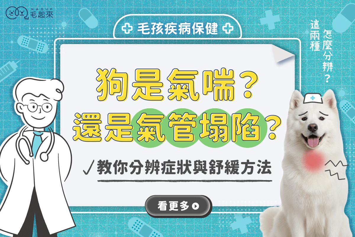 狗狗是氣喘還是氣管塌陷？認識氣喘症狀，教你狗狗氣管塌陷如何舒緩