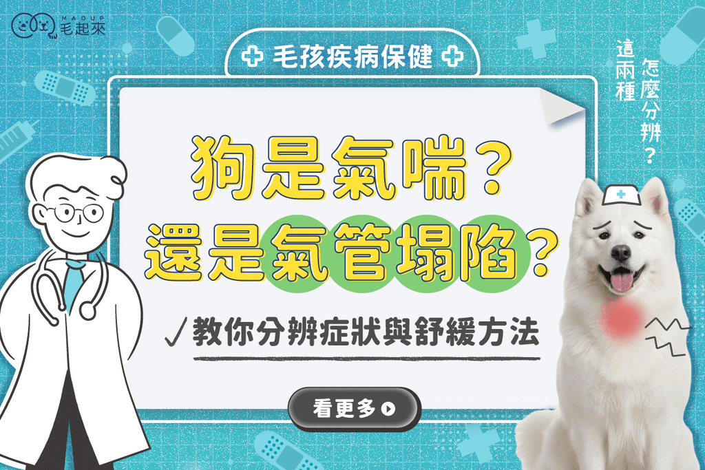 狗狗是氣喘還是氣管塌陷？認識氣喘症狀，教你狗狗氣管塌陷如何舒緩