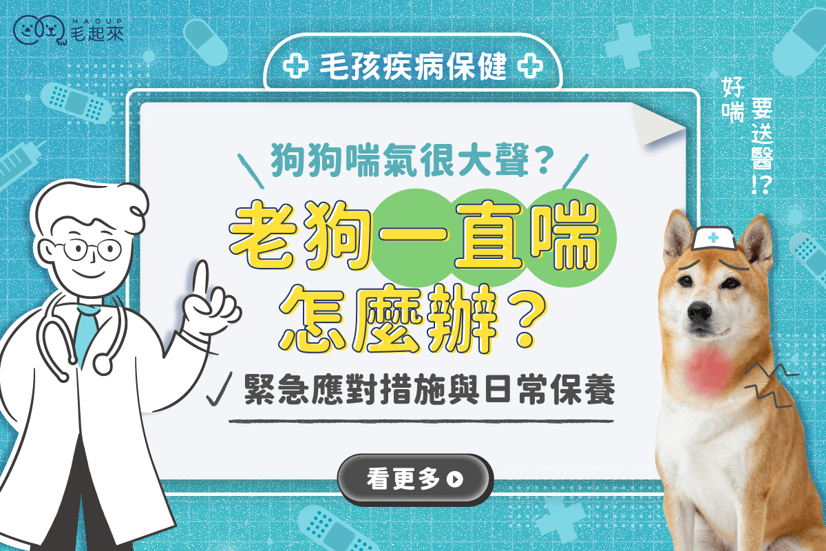 老狗喘氣的好厲害？呼吸很大聲？教你老狗一直喘怎麼舒緩