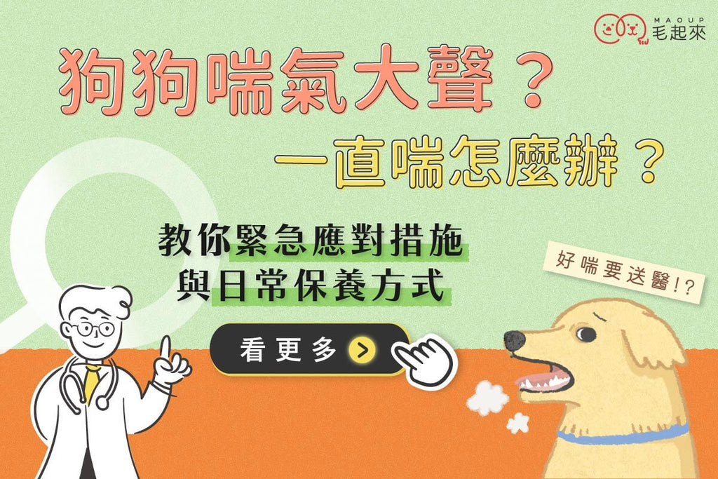 老狗喘氣的好厲害？呼吸很大聲？教你老狗一直喘怎麼舒緩