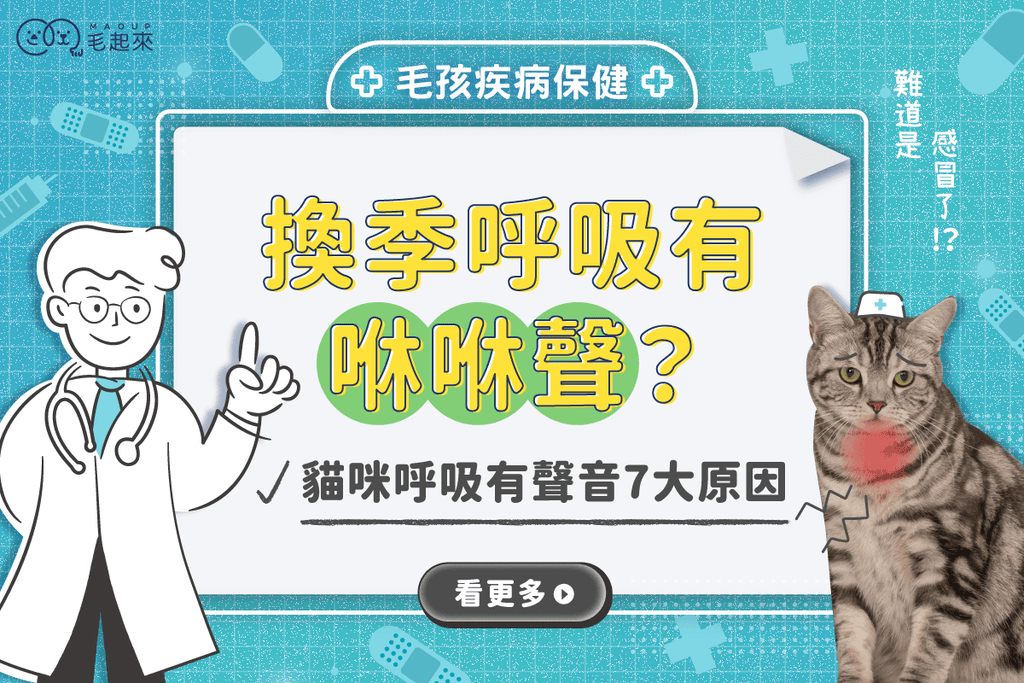 貓咪換季呼吸有咻咻聲？常見貓咪呼吸有聲音的 7 大原因