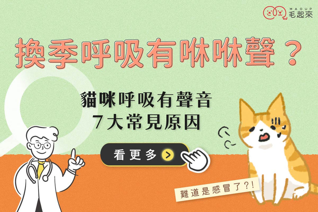 貓咪換季呼吸有咻咻聲？常見貓咪呼吸有聲音的 7 大原因