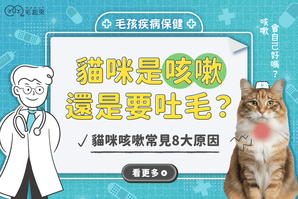 貓咪是咳嗽還是要吐毛？關於貓咪咳嗽Dcard、PTT網友都問什麼