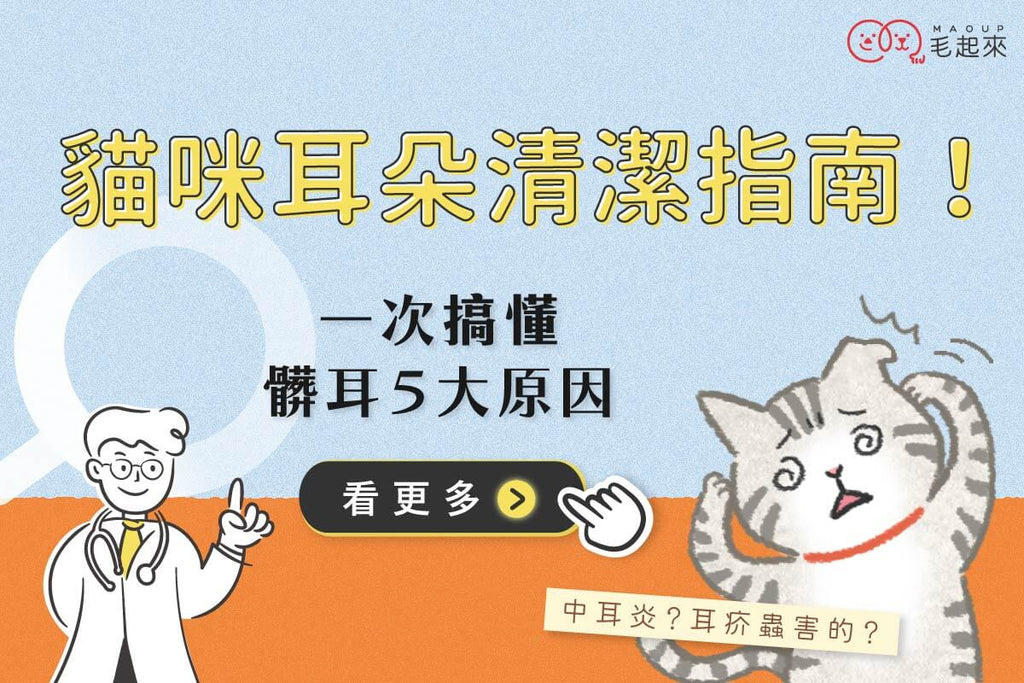 貓咪耳朵清潔指南！咖啡色分泌物與髒耳原因一次搞懂