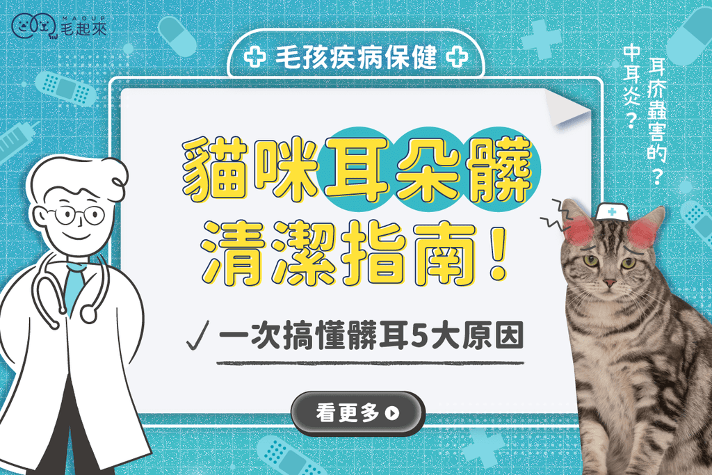 貓咪耳朵清潔指南！咖啡色分泌物與髒耳原因一次搞懂