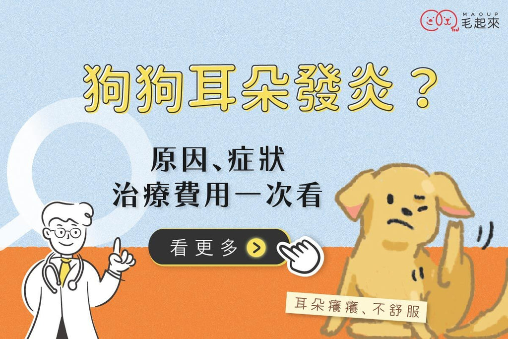 狗狗耳朵發炎怎麼辦？原因、症狀、治療費用一次看懂