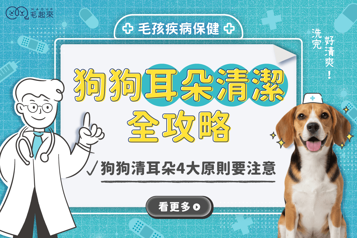 狗耳朵清潔全攻略｜分泌物顏色、潔耳液用法、牠不配合清耳怎麼辦？