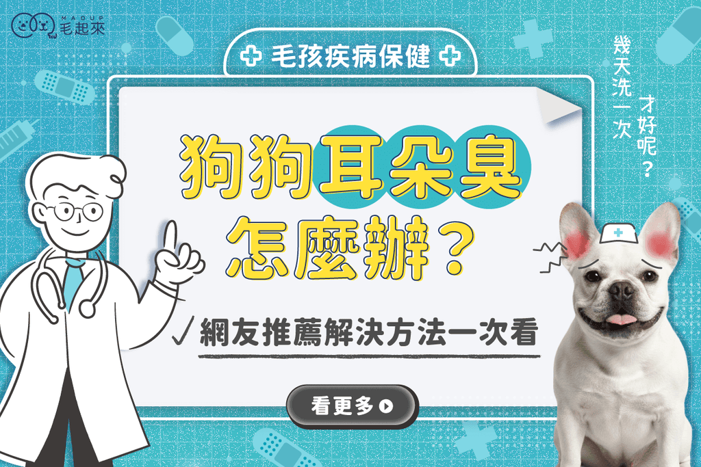 狗耳朵臭怎麼辦？原因、清潔頻率與 PTT 網友推薦解決方法