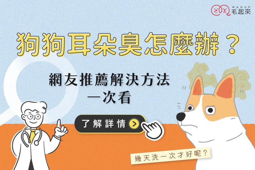 狗耳朵臭怎麼辦？原因、清潔頻率與 PTT 網友推薦解決方法