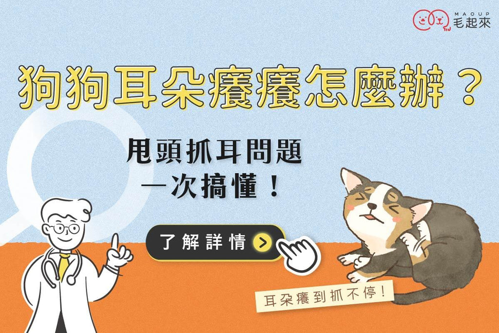 狗狗耳朵癢怎麼辦？甩頭、抓耳朵問題一次搞懂