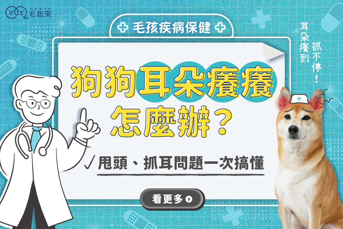 狗狗耳朵癢怎麼辦？甩頭、抓耳朵問題一次搞懂