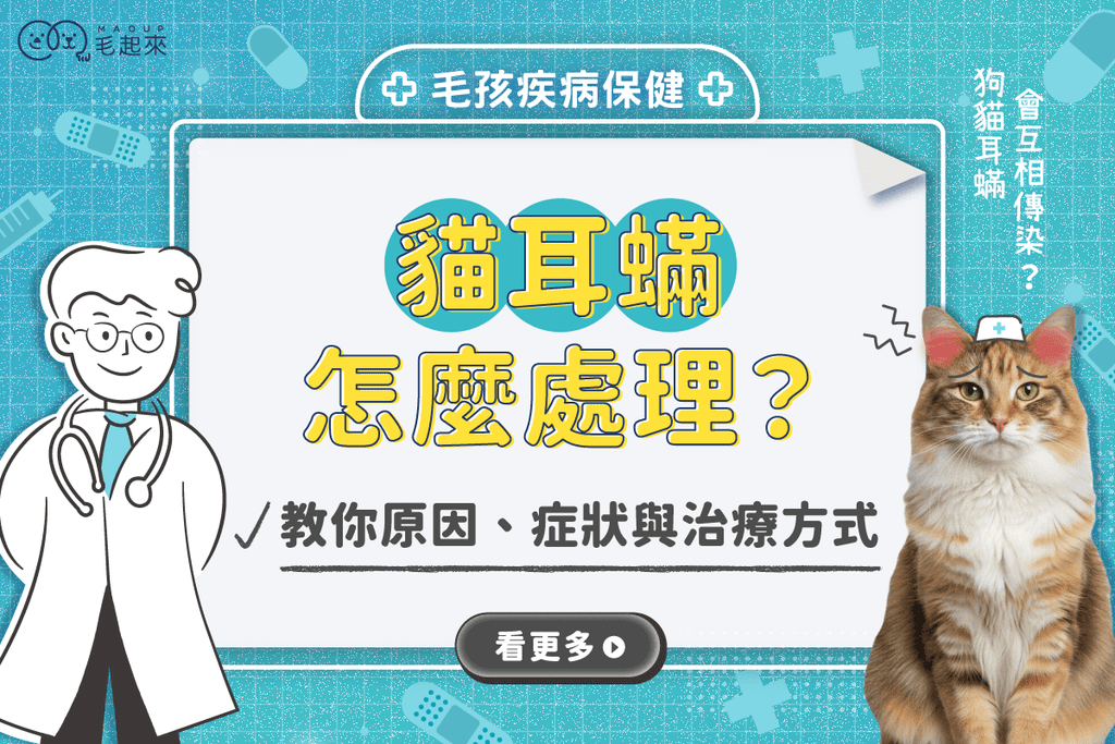 貓耳蟎怎麼處理？原因、症狀、治療方式與傳染風險一次看懂