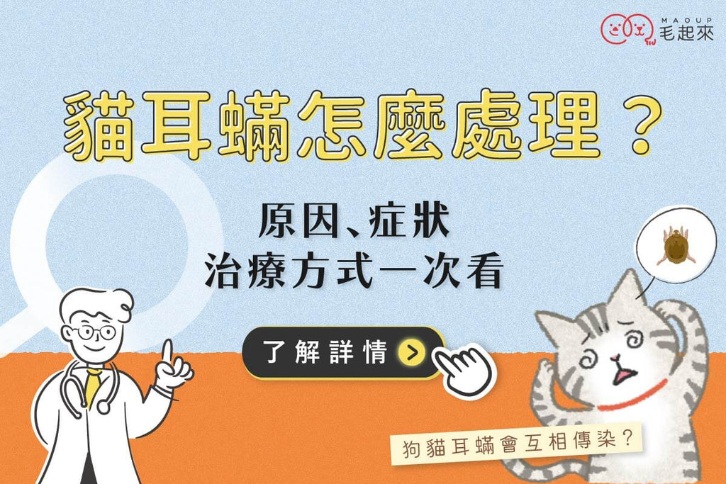 貓耳蟎怎麼處理？原因、症狀、治療方式與傳染風險一次看懂