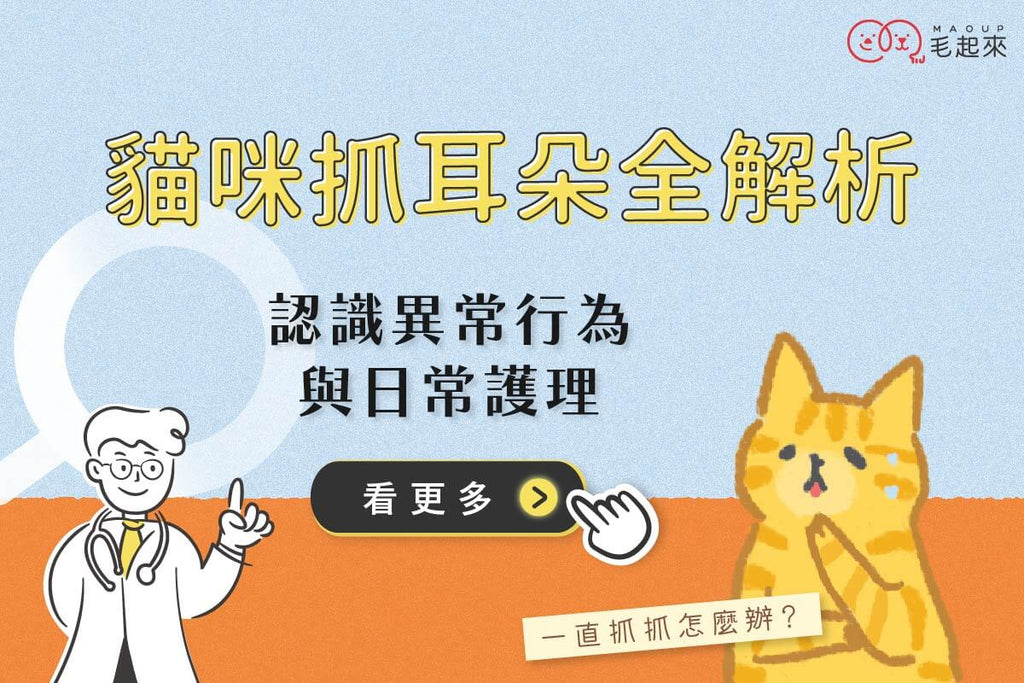 貓咪抓耳朵全解析：日常護理與異常行為