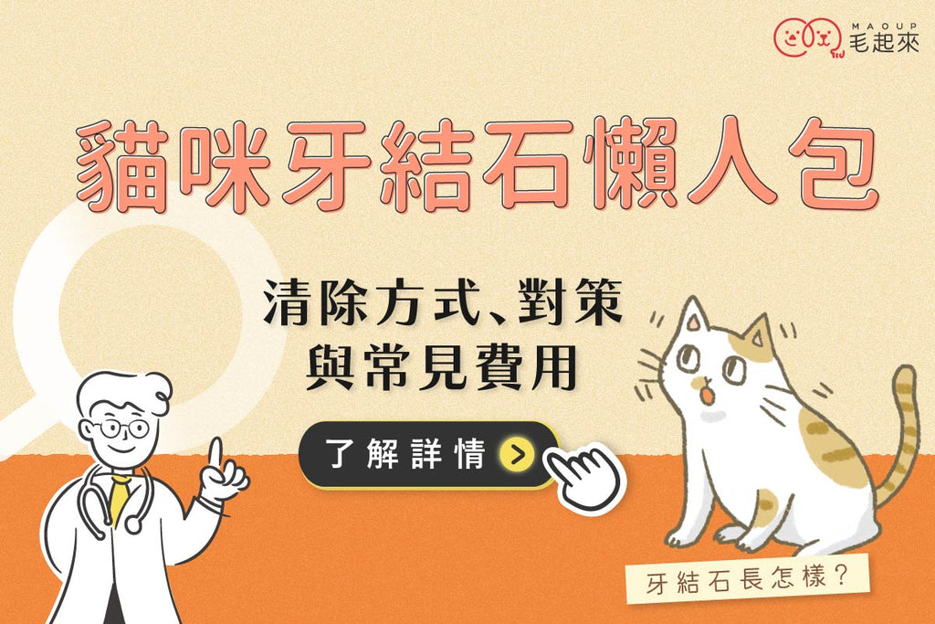 貓咪牙結石懶人包：改善對策、清除方式與常見費用一覽