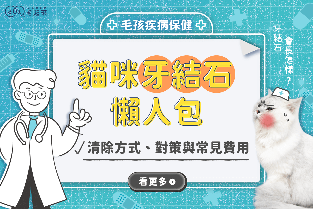 貓咪牙結石懶人包：改善對策、清除方式與常見費用一覽