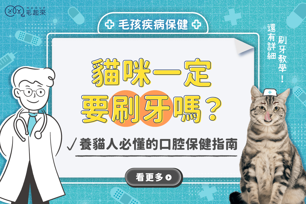 貓咪一定要刷牙嗎？不刷牙會怎樣？養貓人必懂的口腔保健指南