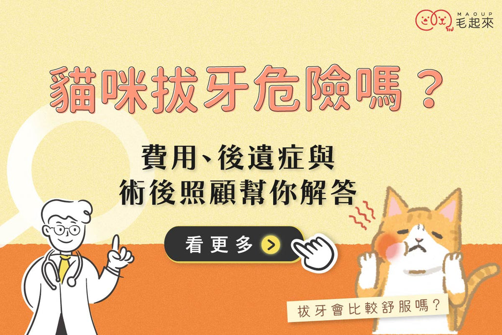 貓咪拔牙危險嗎？費用、後遺症、術後照顧幫你解答