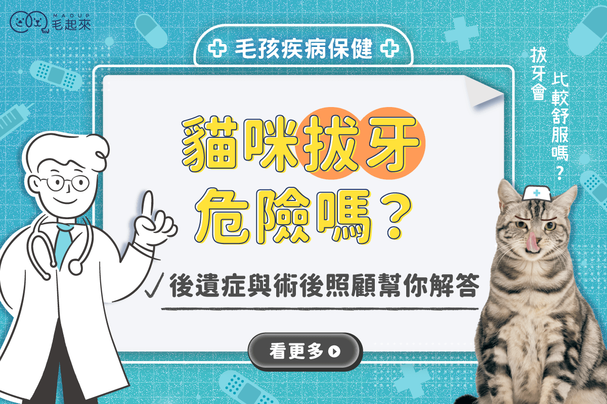 貓咪拔牙危險嗎？費用、後遺症、術後照顧幫你解答