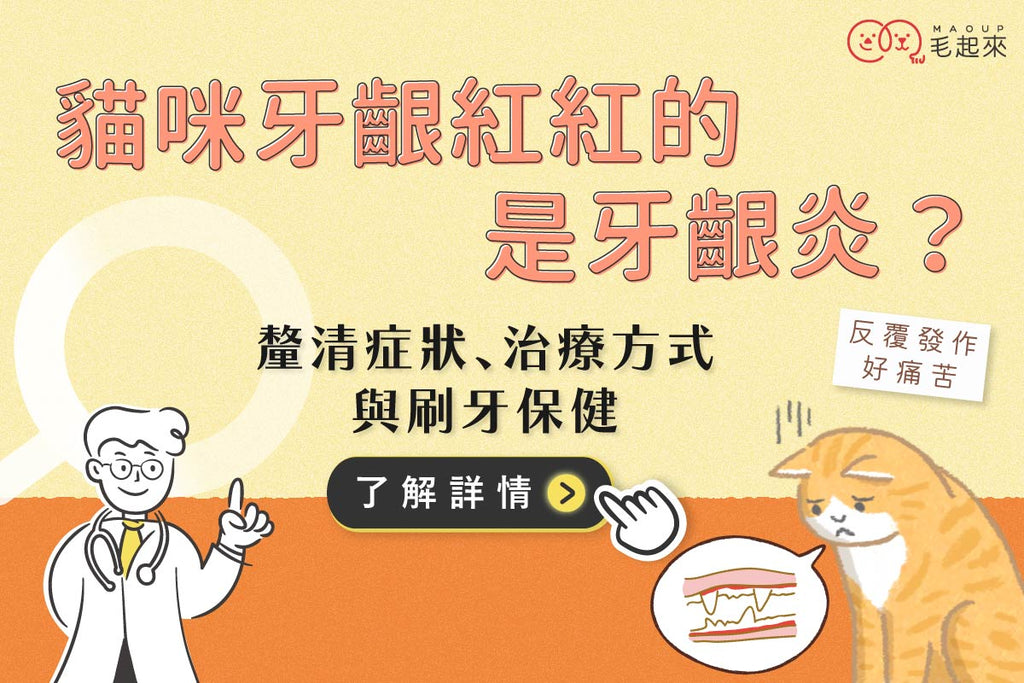 貓咪牙齦紅紅的是牙齦炎？釐清症狀、治療方式、刷牙保健