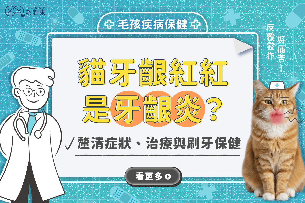 貓咪牙齦紅紅的是牙齦炎？釐清症狀、治療方式、刷牙保健
