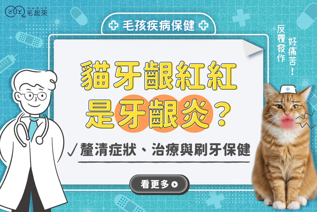 貓咪牙齦紅紅的是牙齦炎？釐清症狀、治療方式、刷牙保健