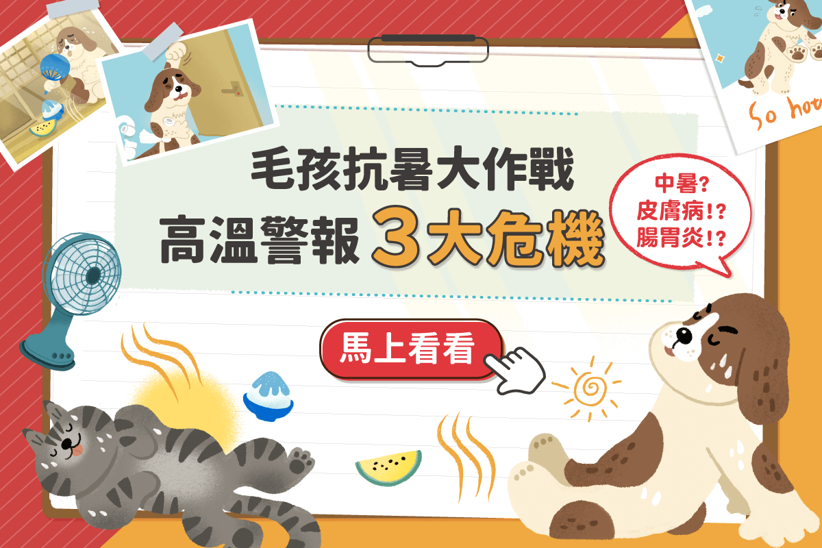 狗貓抗暑大作戰！夏天高溫警報毛孩注意３大危機