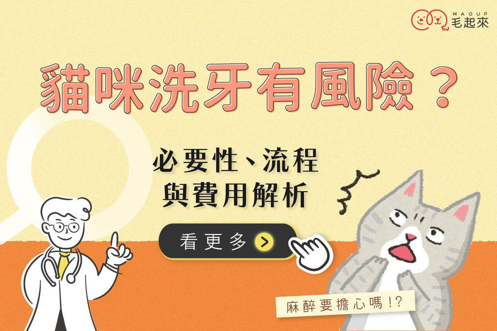 貓咪洗牙有風險？必要性、流程、費用解析