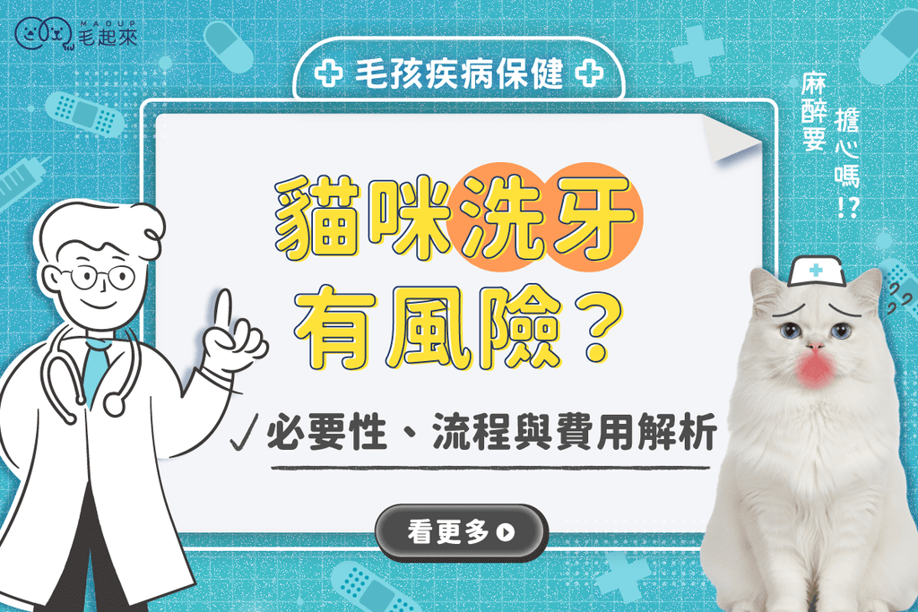 貓咪洗牙有風險？必要性、流程、費用解析