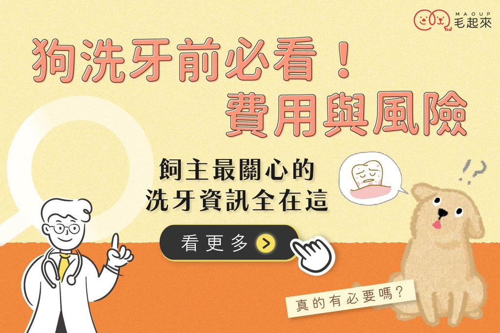 狗狗洗牙前必看！費用與風險，飼主最關心的全在這裡