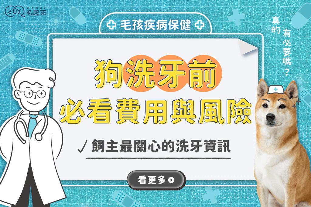 狗狗洗牙前必看！費用與風險，飼主最關心的全在這裡