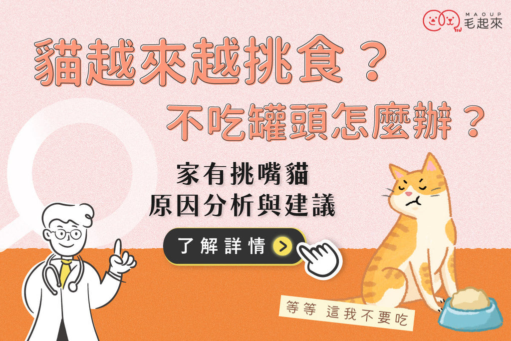 挑嘴貓吃飯大難題！為什麼貓越來越挑食？不吃罐頭怎麼辦？