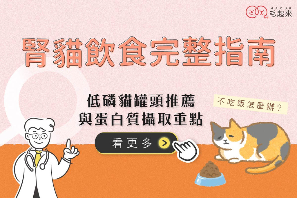 腎貓飲食完整指南：腎貓不吃怎麼辦？低磷貓罐頭推薦與蛋白質攝取重點