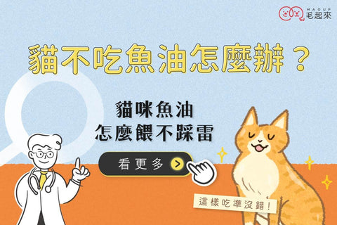 貓不吃魚油怎麼辦？教你貓魚油怎麼吃、貓咪魚油怎麼餵不踩雷