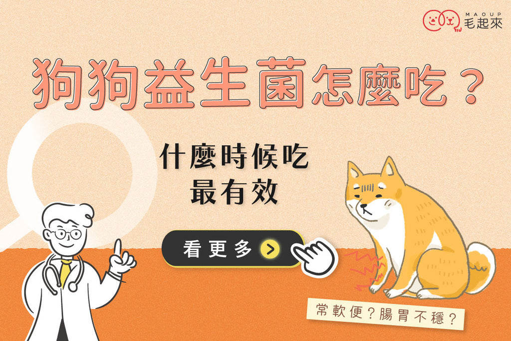 狗狗常軟便？剛領養腸胃不穩？狗狗益生菌怎麼吃、什麼時候吃最有效