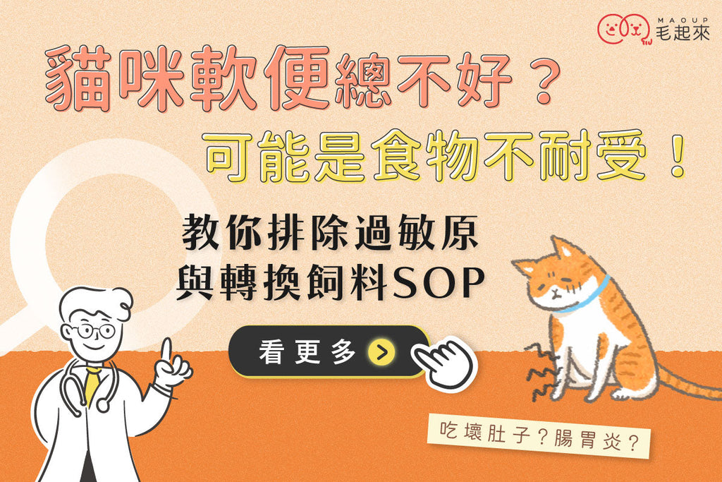 貓咪軟便總不好？可能是食物不耐受！教你精準排除過敏原與轉換飼料 SOP