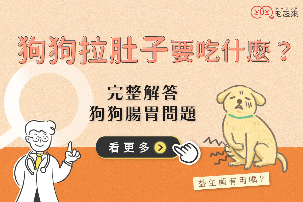 狗狗拉肚子要吃什麼？益生菌有用嗎？完整解答狗狗腸胃問題