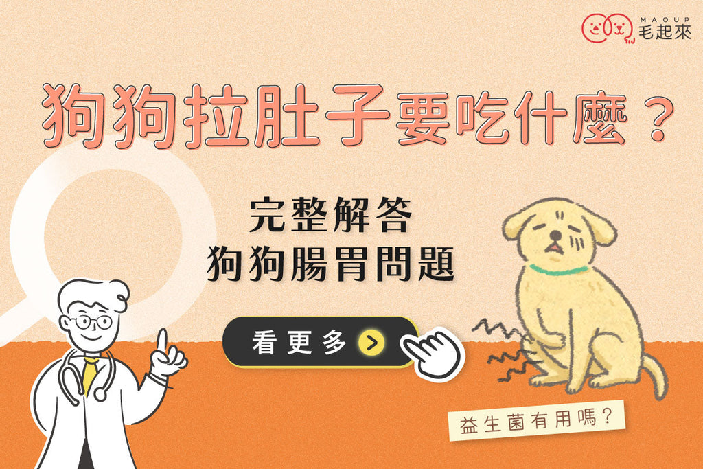 狗狗拉肚子要吃什麼？益生菌有用嗎？完整解答狗狗腸胃問題