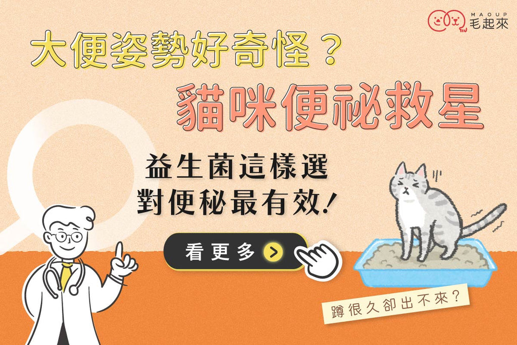 大便姿勢好奇怪？貓咪便秘救星！益生菌這樣選最有效