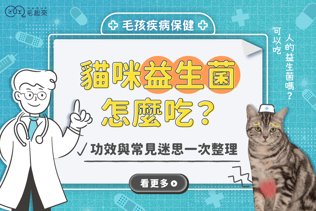 貓咪益生菌怎麼吃？多久吃一次？貓咪益生菌功效與常見迷思一次整理