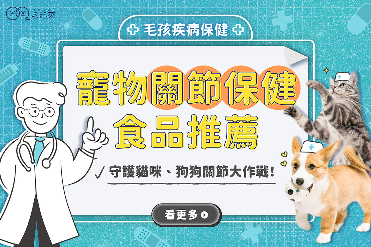 寵物關節保健食品推薦｜貓咪狗狗關節保健食品指南，成分、價格大解析！