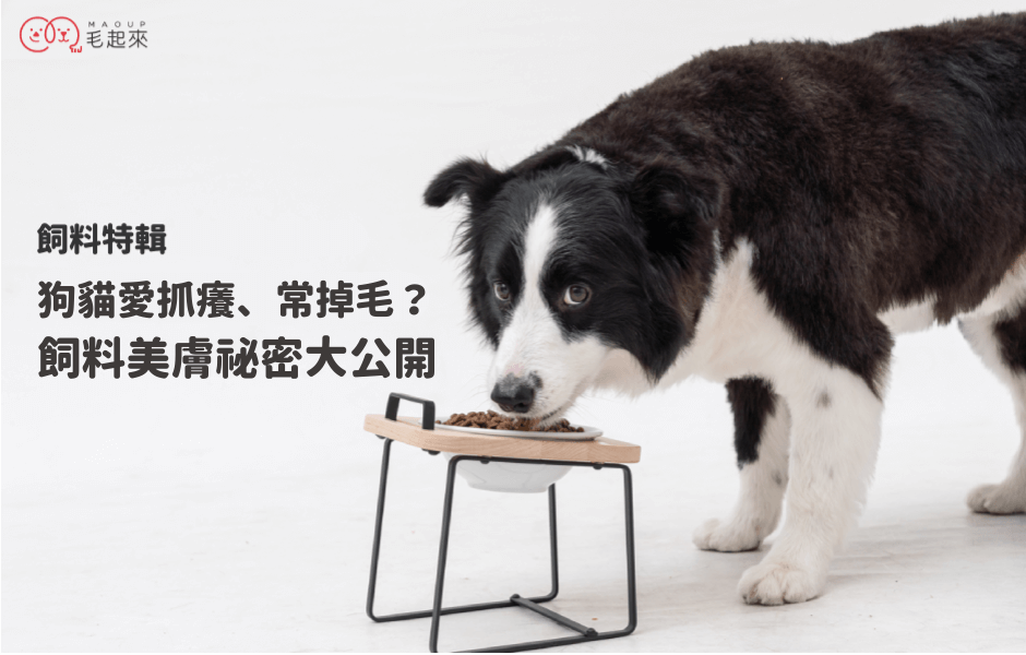 【飼料特輯】狗貓愛抓癢、常掉毛？護膚飼料3項美膚祕密大公開