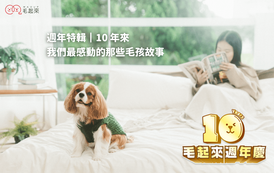 【毛起來10週年特輯6】來自毛粉的真實好評｜挑食、換毛、皮膚照護故事一次看
