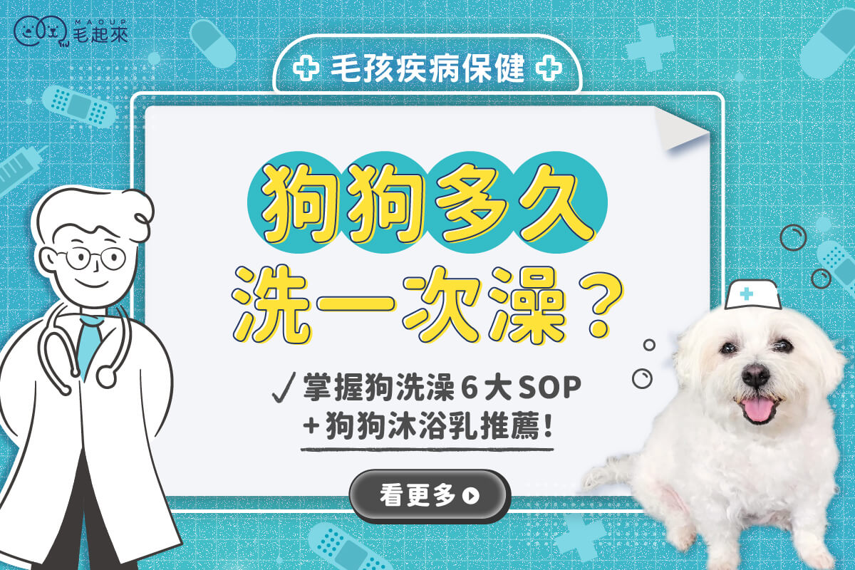 狗狗多久洗一次澡？掌握狗洗澡6大SOP+狗狗沐浴乳推薦！