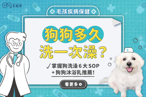 狗狗多久洗一次澡？掌握狗洗澡6大SOP+狗狗沐浴乳推薦！