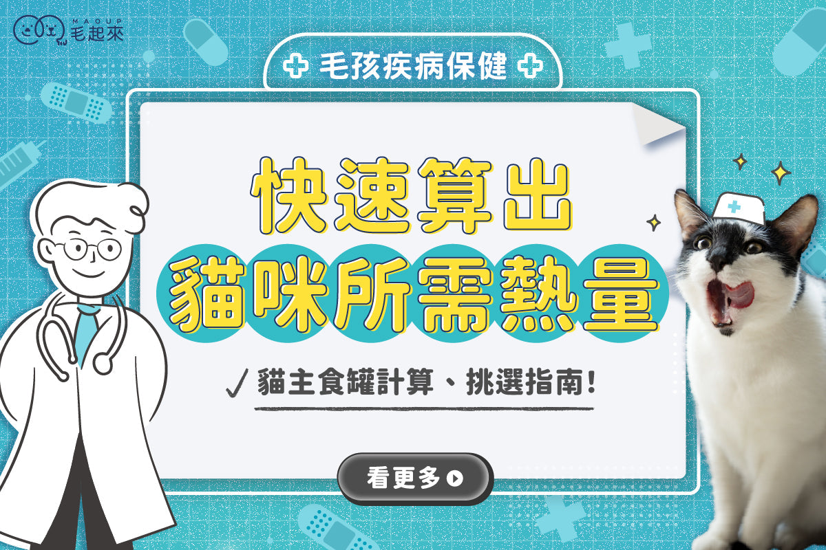 貓一天要吃多少熱量？貓主食罐熱量計算、挑選一次搞定！