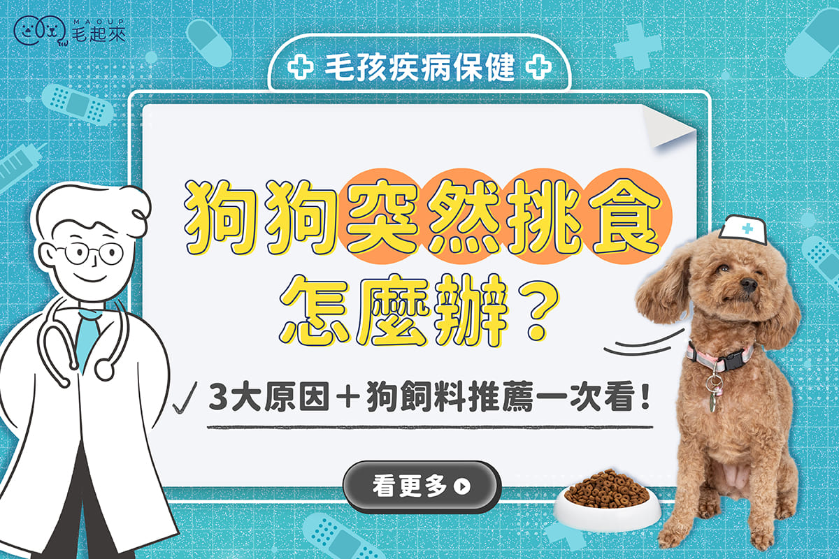 狗狗突然挑食怎麼辦？3 大原因＋狗飼料推薦一次看！