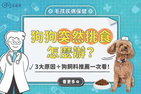 狗狗突然挑食怎麼辦？3 大原因＋狗飼料推薦一次看！