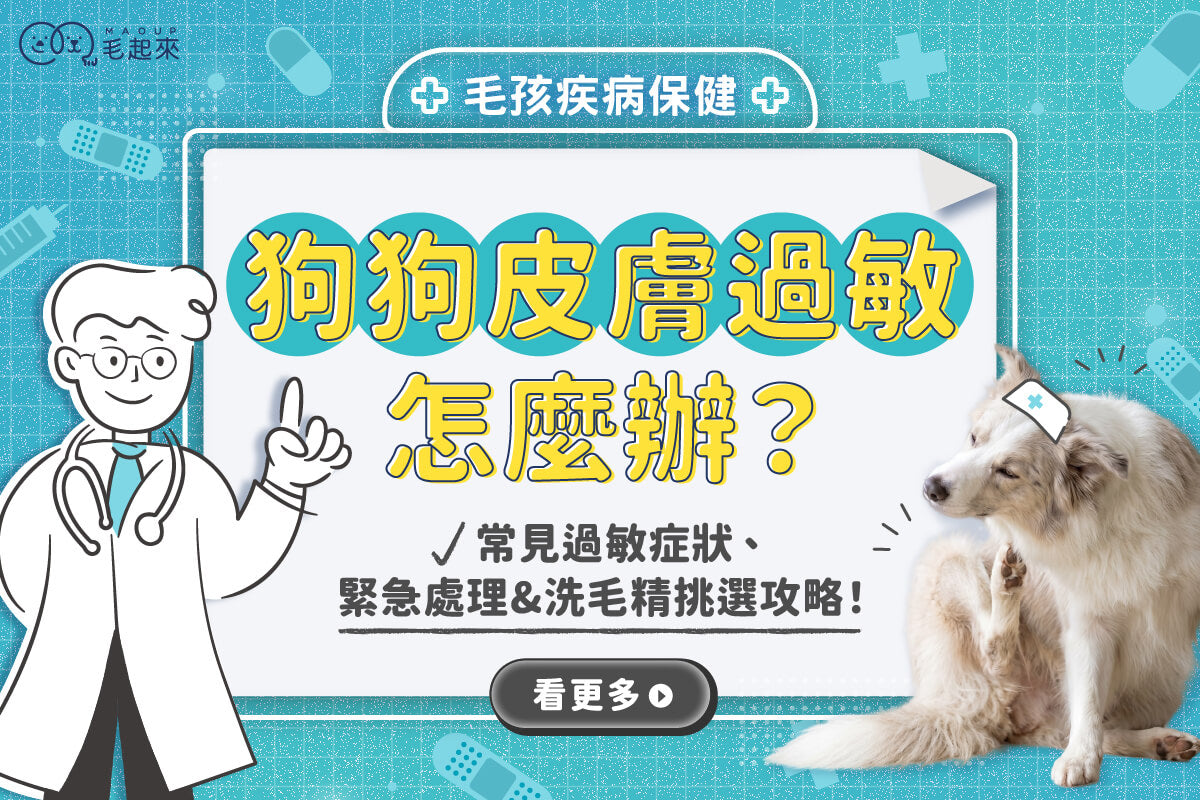 狗狗皮膚過敏怎麼辦？常見過敏症狀、緊急處理&洗毛精挑選攻略！